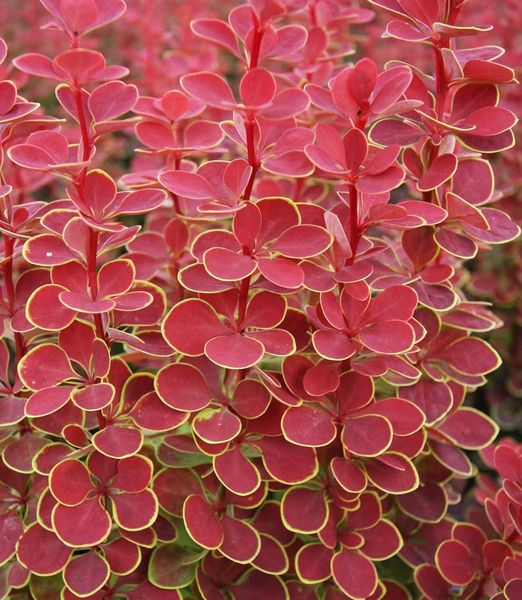 Berberis thunbergii 'Orange Sunrise'